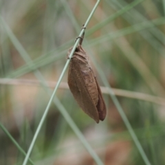 Elhamma australasiae (A Swift or Ghost moth (Hepialidae)) at Narrawallee Creek Nature Reserve - 1 Mar 2024 by RAllen