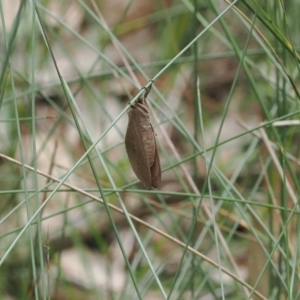 Elhamma australasiae at Narrawallee Creek Nature Reserve - 1 Mar 2024