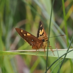 Trapezites symmomus (Splendid Ochre) at Narrawallee Creek Nature Reserve - 1 Mar 2024 by RAllen