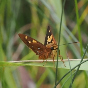 Trapezites symmomus at Narrawallee Creek Nature Reserve - 1 Mar 2024 12:53 PM