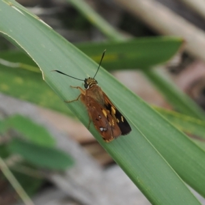 Trapezites symmomus at Narrawallee Creek Nature Reserve - 1 Mar 2024 12:53 PM