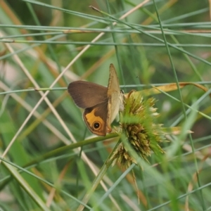 Hypocysta metirius at Narrawallee Creek Nature Reserve - 1 Mar 2024