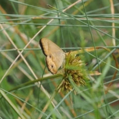 Hypocysta metirius at Narrawallee Creek Nature Reserve - 1 Mar 2024