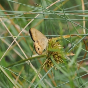 Hypocysta metirius at Narrawallee Creek Nature Reserve - 1 Mar 2024