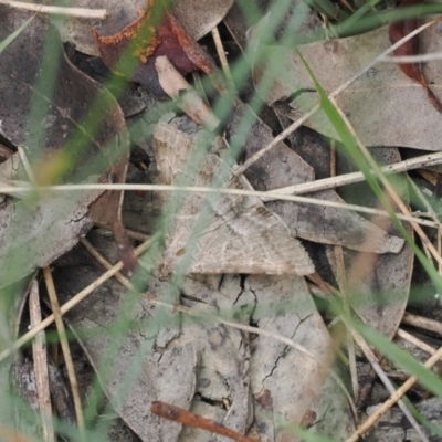 Dichromodes (genus) (unidentified Heath Moth) at Lake Conjola, NSW - 1 Mar 2024 by RAllen