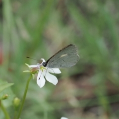 Candalides xanthospilos (Yellow-spotted Blue) at Lake Conjola, NSW - 1 Mar 2024 by RAllen