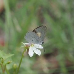 Candalides xanthospilos at Narrawallee Creek Nature Reserve - 1 Mar 2024