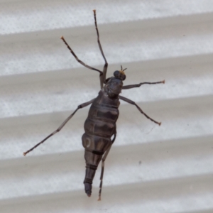 Boreoides subulatus at Downer, ACT - 13 Apr 2024