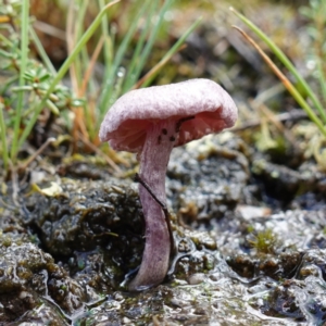 Inocybe violaceocaulis at Marulan, NSW - 8 Apr 2024