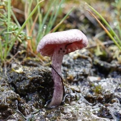 Inocybe violaceocaulis at Marulan, NSW - 8 Apr 2024 by RobG1