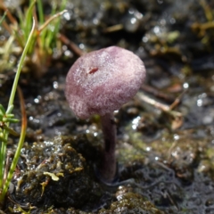 Inocybe violaceocaulis at Marulan, NSW - 8 Apr 2024