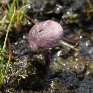 Inocybe violaceocaulis at Marulan, NSW - 8 Apr 2024