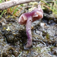 Inocybe violaceocaulis at suppressed - 8 Apr 2024