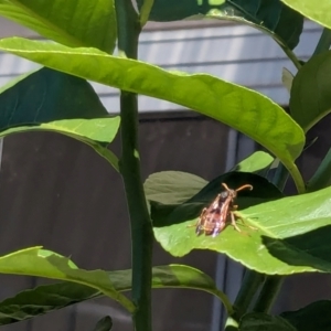 Polistes (Polistella) humilis at Franklin, ACT - suppressed