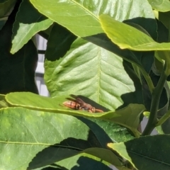 Polistes (Polistella) humilis at Franklin, ACT - suppressed