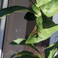 Polistes (Polistella) humilis at Franklin, ACT - suppressed