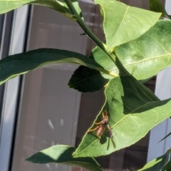 Polistes (Polistella) humilis at Franklin, ACT - suppressed