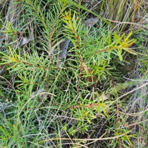 Persoonia chamaepeuce at QPRC LGA - 13 Apr 2024