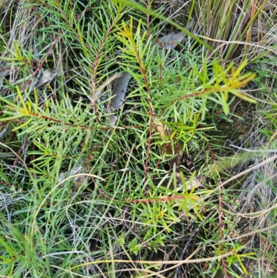 Persoonia chamaepeuce (Dwarf Geebung) at QPRC LGA - 13 Apr 2024 by Csteele4