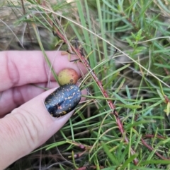 Persoonia chamaepeuce at QPRC LGA - 13 Apr 2024