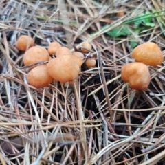 Marasmius elegans (Velvet Parachute) at Tallaganda State Forest - 12 Apr 2024 by Csteele4