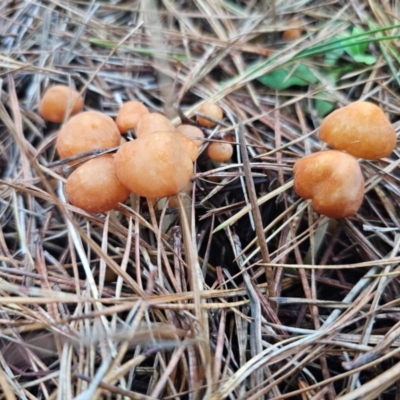 Marasmius elegans (Velvet Parachute) at Tallaganda State Forest - 12 Apr 2024 by Csteele4