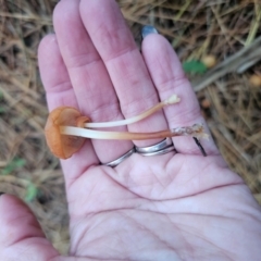 Marasmius elegans at QPRC LGA - 12 Apr 2024 05:06 PM