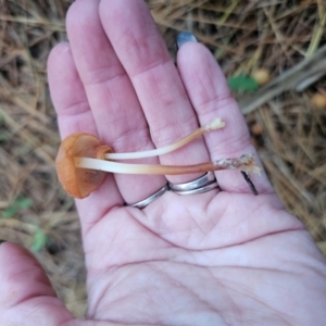 Marasmius elegans at QPRC LGA - 12 Apr 2024