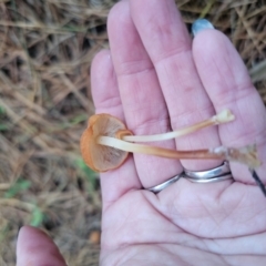 Marasmius elegans at QPRC LGA - 12 Apr 2024 05:06 PM