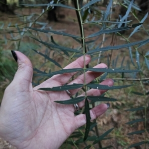 Polyscias sambucifolia subsp. Bipinnate leaves (J.H.Ross 3967) Vic. Herbarium at QPRC LGA - 12 Apr 2024