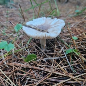 Russula sp. (genus) at QPRC LGA - 12 Apr 2024 04:56 PM