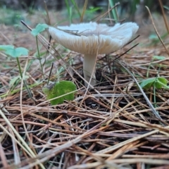 Russula sp. (genus) at QPRC LGA - 12 Apr 2024 04:56 PM