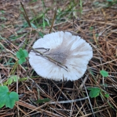 Russula sp. (genus) at QPRC LGA - 12 Apr 2024