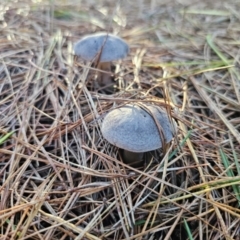 Tricholoma terreum (Grey Knight or Dirty Tricholoma) at Captains Flat, NSW - 12 Apr 2024 by Csteele4