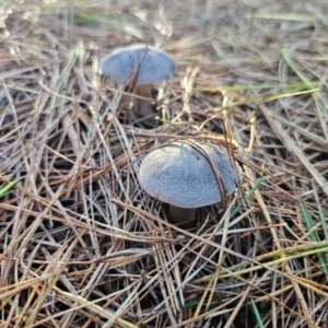 Tricholoma terreum at QPRC LGA - 12 Apr 2024 04:28 PM