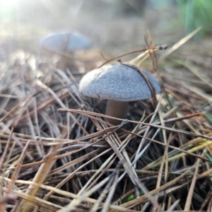 Tricholoma terreum at QPRC LGA - 12 Apr 2024 04:28 PM