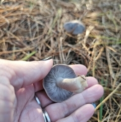 Tricholoma terreum at QPRC LGA - 12 Apr 2024 04:28 PM