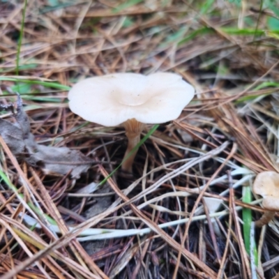 Unidentified Cap on a stem; gills below cap [mushrooms or mushroom-like] at Farringdon, NSW - 12 Apr 2024 by Csteele4