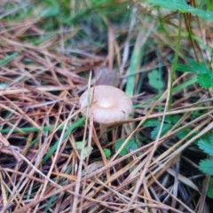 Clitocybe s.l. at QPRC LGA - 12 Apr 2024 04:46 PM