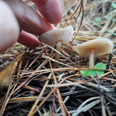 Unidentified Cap on a stem; gills below cap [mushrooms or mushroom-like] at Farringdon, NSW - 12 Apr 2024 by Csteele4