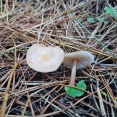 Pluteus sp. at QPRC LGA - 12 Apr 2024