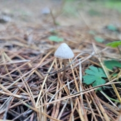 Mycena sp. ‘grey or grey-brown caps’ at Farringdon, NSW - 12 Apr 2024 by Csteele4