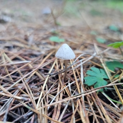 Mycena sp. ‘grey or grey-brown caps’ at Tallaganda State Forest - 12 Apr 2024 by Csteele4