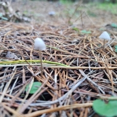 Mycena sp. ‘grey or grey-brown caps’ at QPRC LGA - 12 Apr 2024 04:52 PM