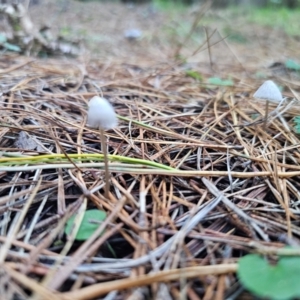 Mycena sp. ‘grey or grey-brown caps’ at QPRC LGA - 12 Apr 2024 04:52 PM