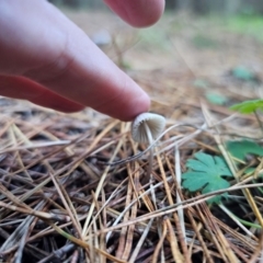 Mycena sp. ‘grey or grey-brown caps’ at QPRC LGA - 12 Apr 2024 04:52 PM