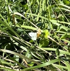 Pieris rapae (Cabbage White) at Kangaroo Valley, NSW - 13 Apr 2024 by lbradley