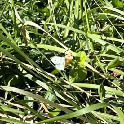 Pieris rapae (Cabbage White) at Kangaroo Valley, NSW - 13 Apr 2024 by lbradley