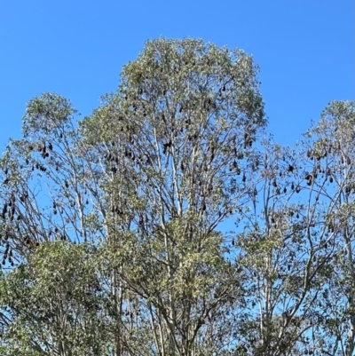 Pteropus poliocephalus at Kangaroo Valley, NSW - 13 Apr 2024 by lbradley