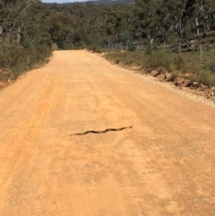 Notechis scutatus (Tiger Snake) at Bungendore, NSW - 13 Apr 2024 by yellowboxwoodland